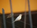 Passer domesticus
